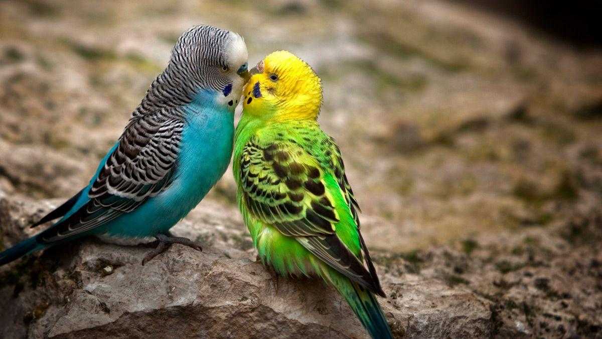 Kissing Animals