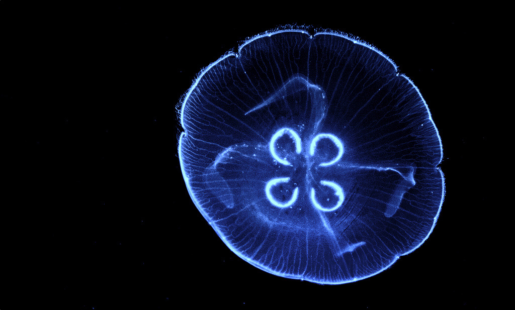 http://art-on.ru/wp-content/uploads/2013/07/Jellyfish_02.jpg