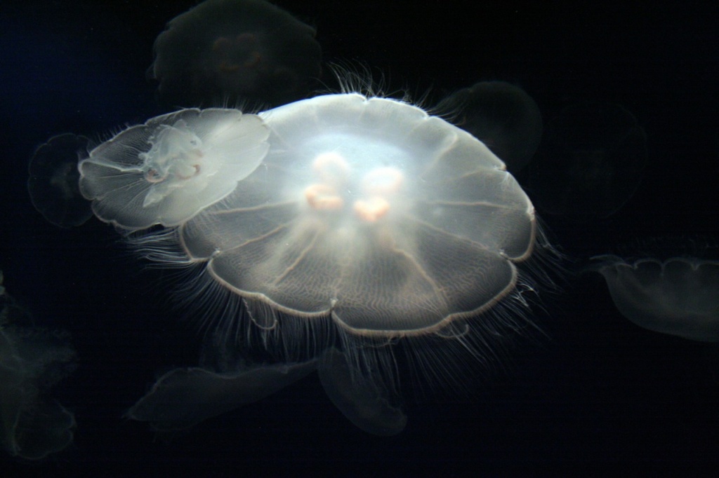 http://art-on.ru/wp-content/uploads/2013/07/Jellyfish_04.jpg