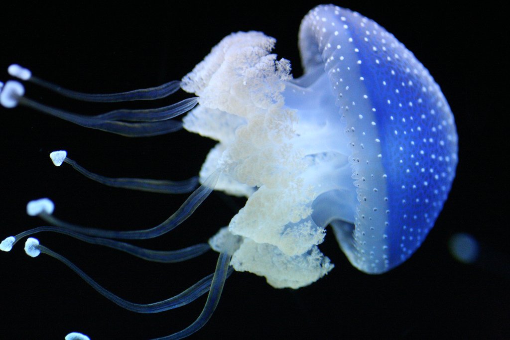 http://art-on.ru/wp-content/uploads/2013/07/Jellyfish_11.jpg