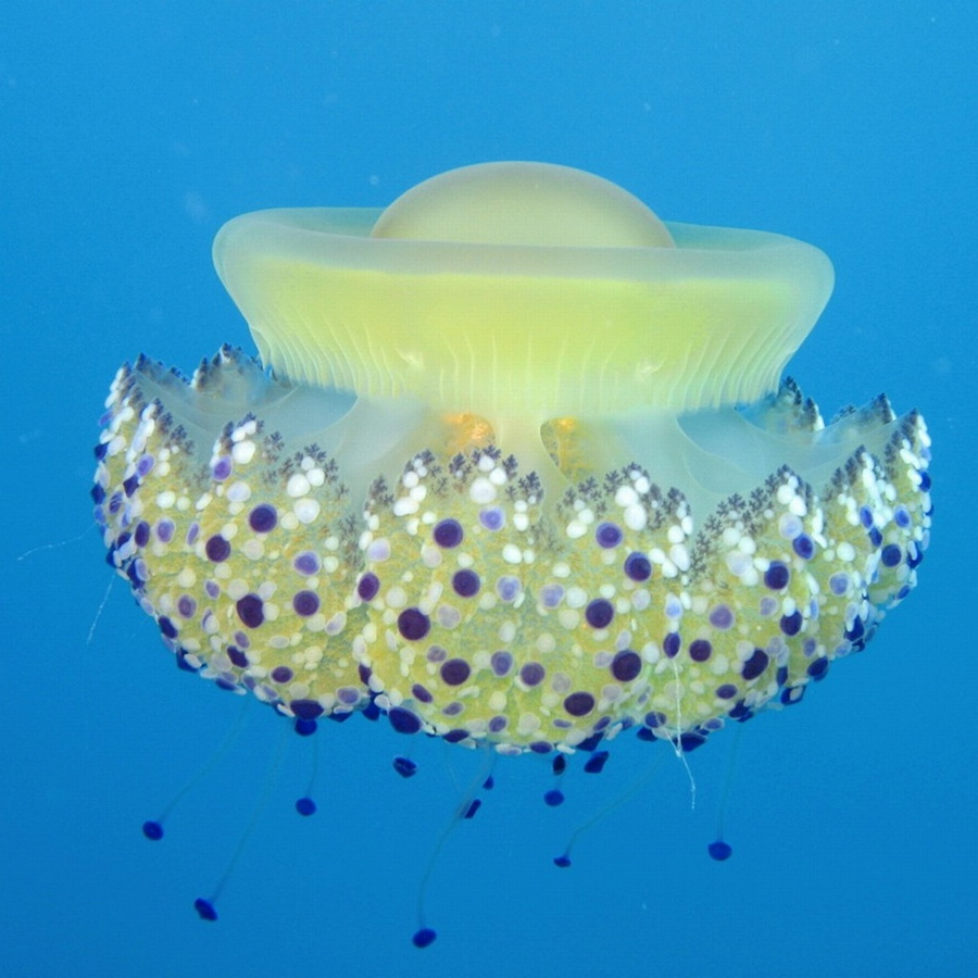 http://art-on.ru/wp-content/uploads/2013/07/Jellyfish_23.jpg