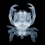 Рентген от Nick Veasey