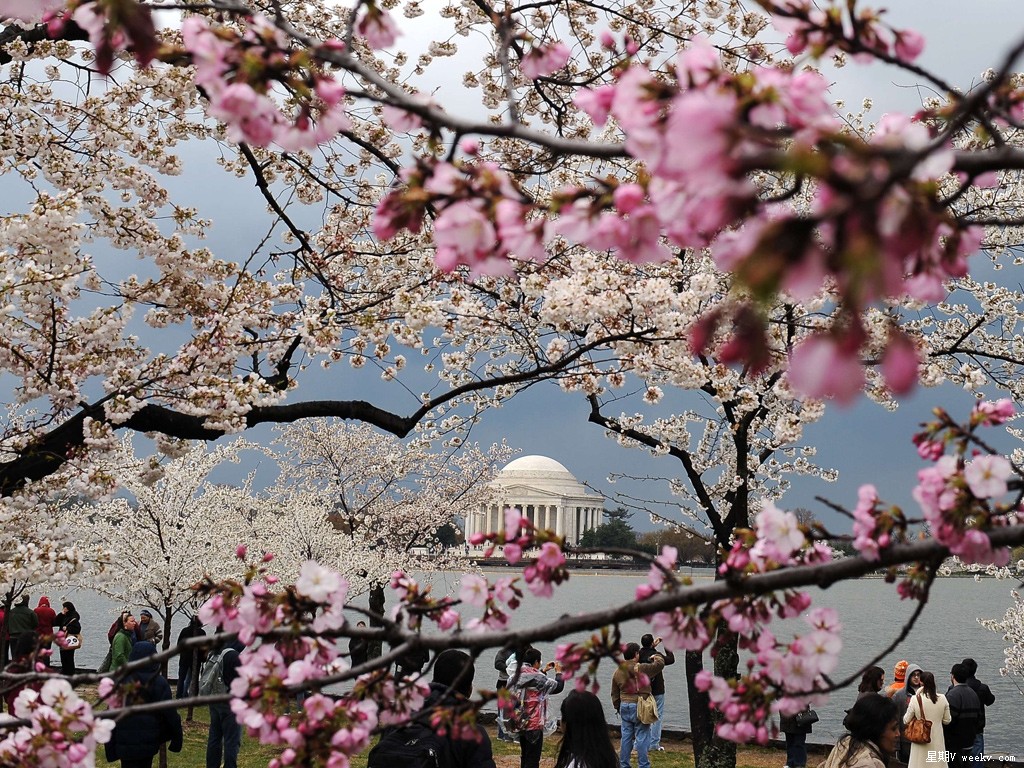 Сакура цветет дней. Дерево Сакуры в Вашингтоне. Ханами праздник цветения Сакуры.